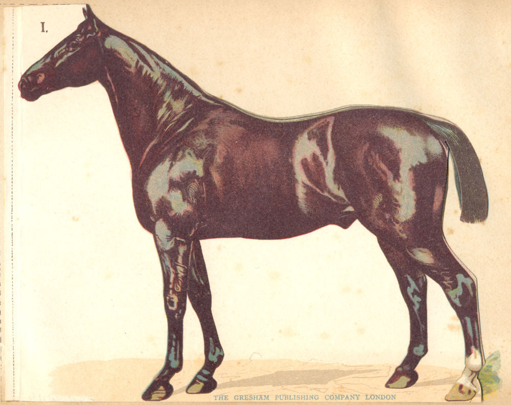 ANATOMICAL MODEL OF A HORSE. Folds out to show Skeleton & Body 1912 print